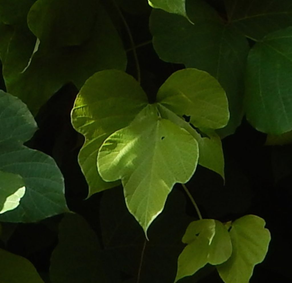 Rampicante - Ipomoea sp.